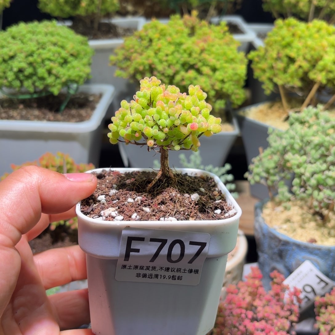 枝干番杏金桔糖球F707