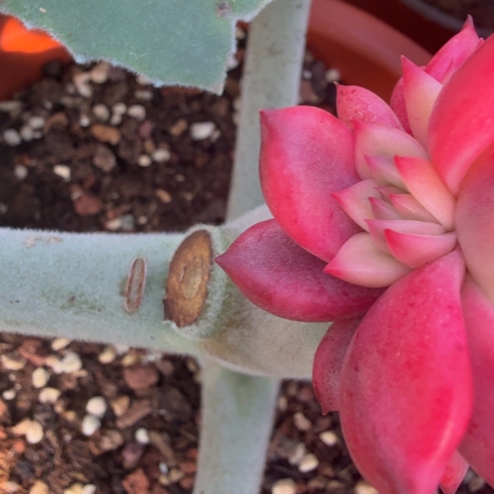 红颜密语锦侧牙多肉锦