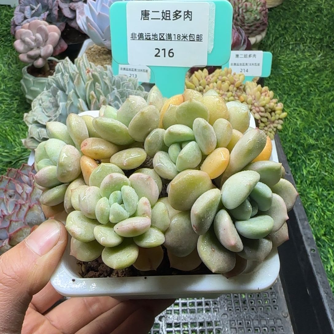 唐二姐多肉编号216