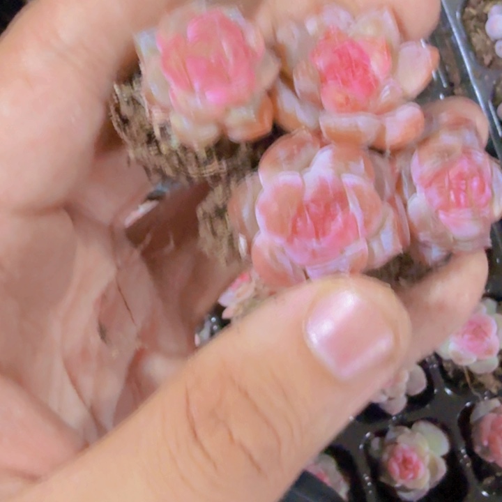 风花雪月优选体三颗一组