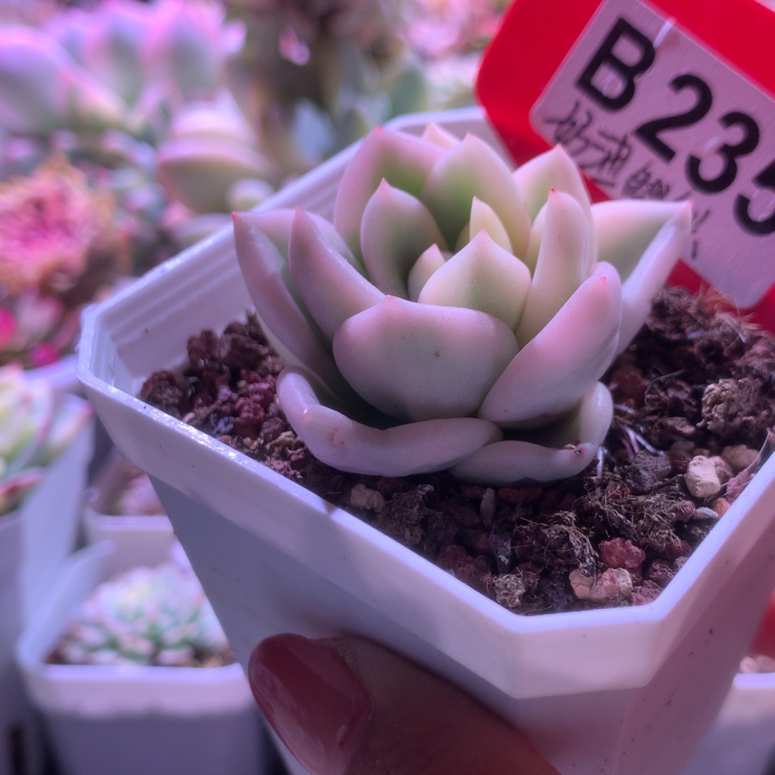 奶油鳄梨覆轮锦有根