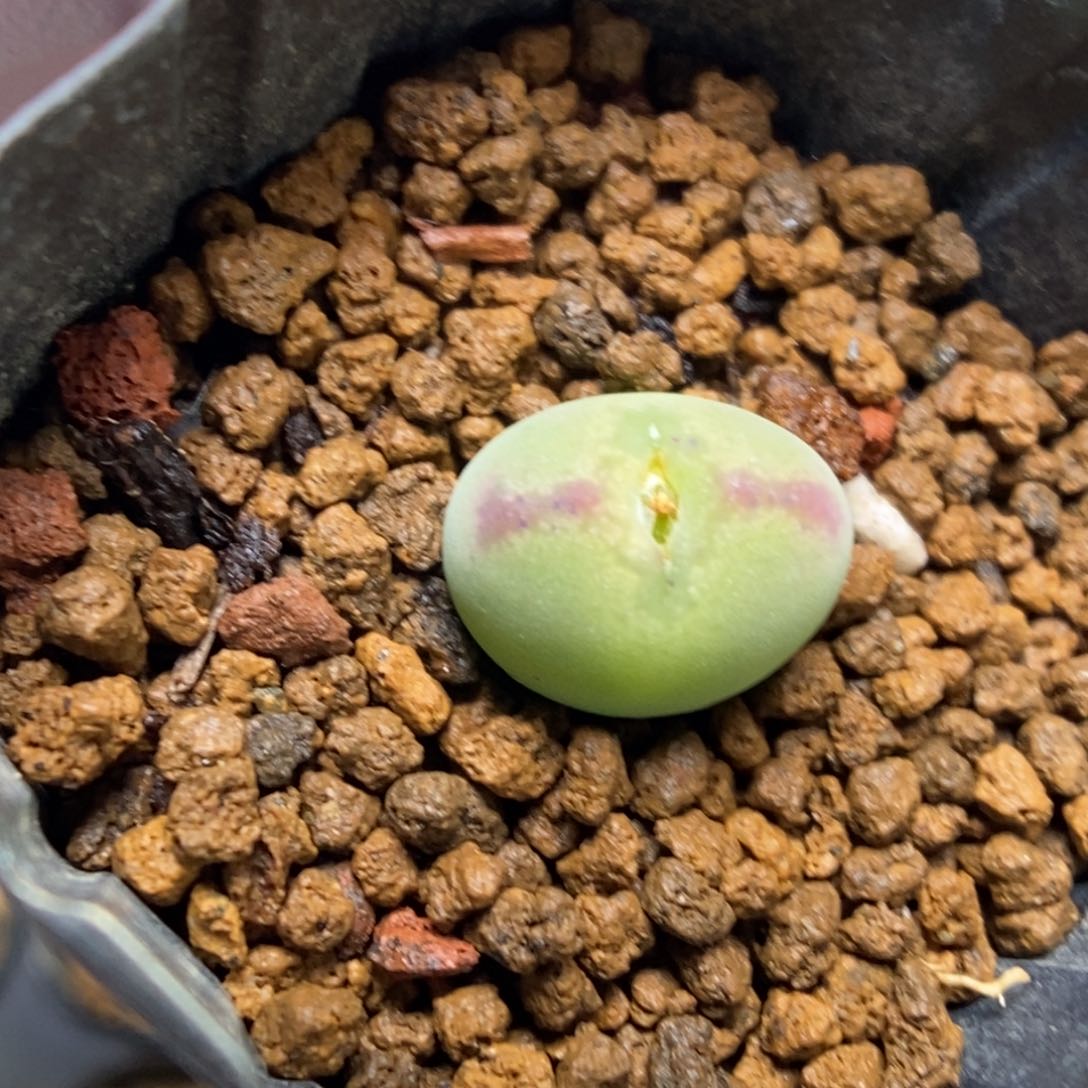 多肉植物肉锥杂交K-907（1.2）豆包脸 将杂