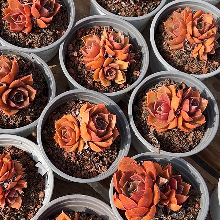 小         红灯群  