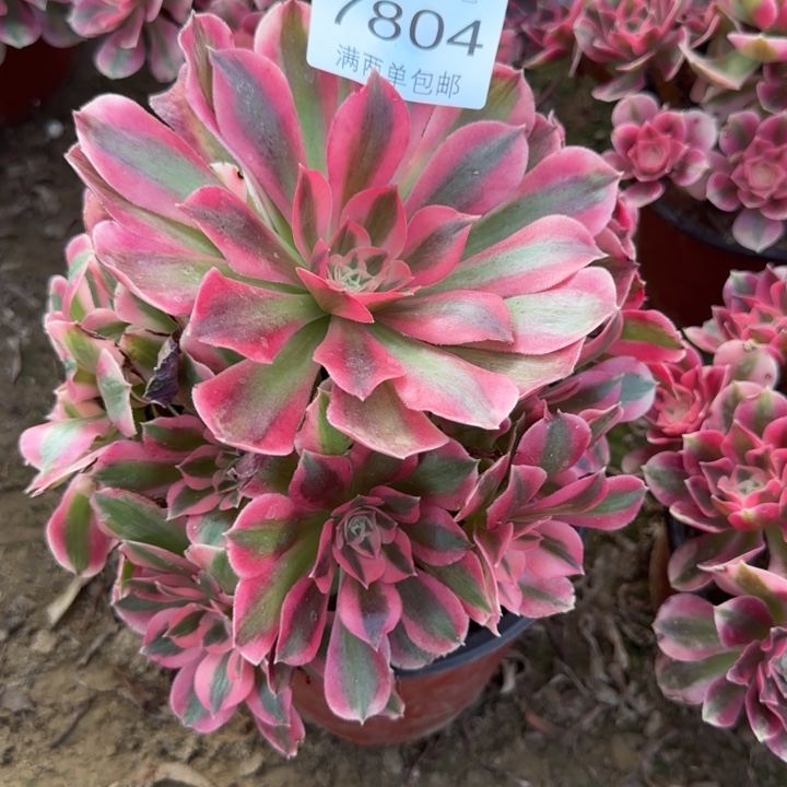 7804女巫多肉植物