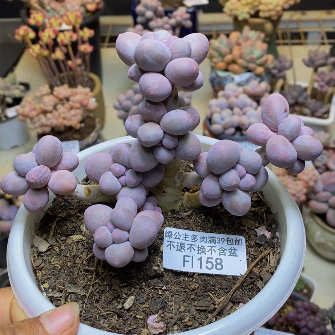 158香水手指奶多肉9c m