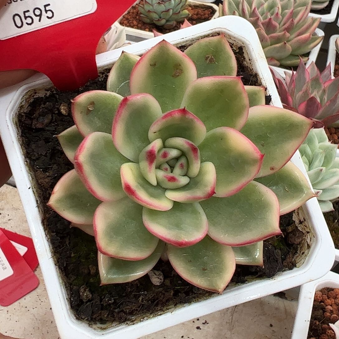 0595蔚蓝乌木锦多肉植物