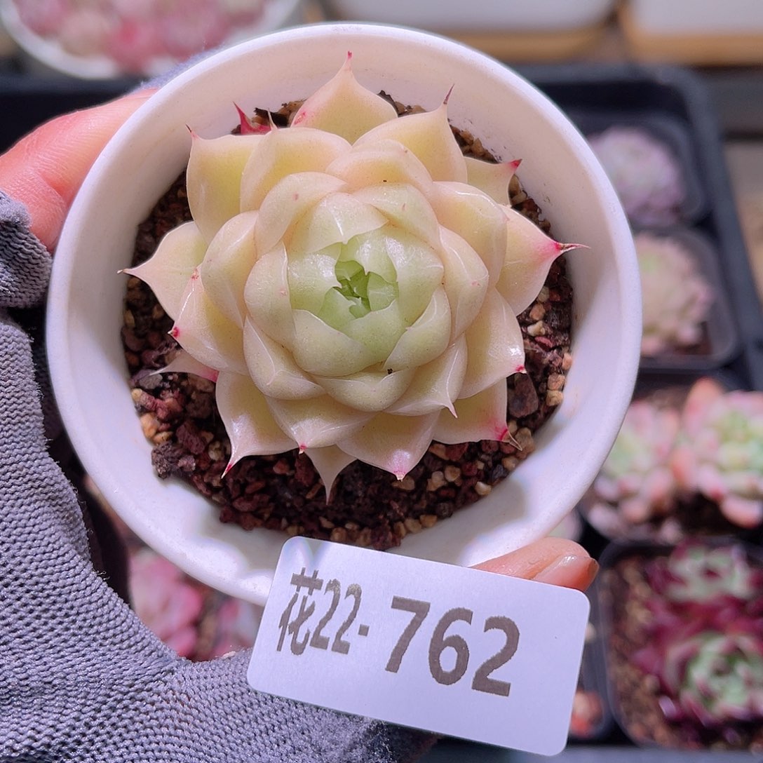 花22-762麦秆单头
