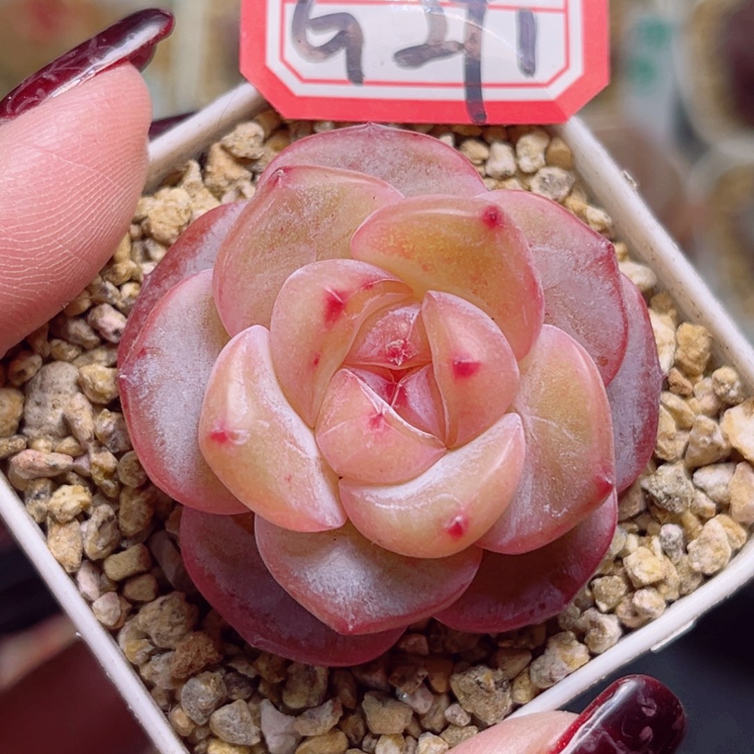 G291一物一拍 织婳