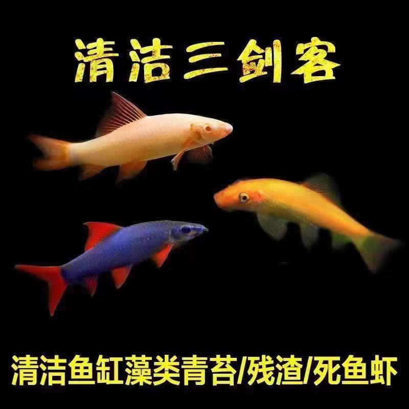 清缸三剑客清道夫金苔鼠彩虹鲨粉红鲨清洁鱼缸垃圾藻类小型鱼