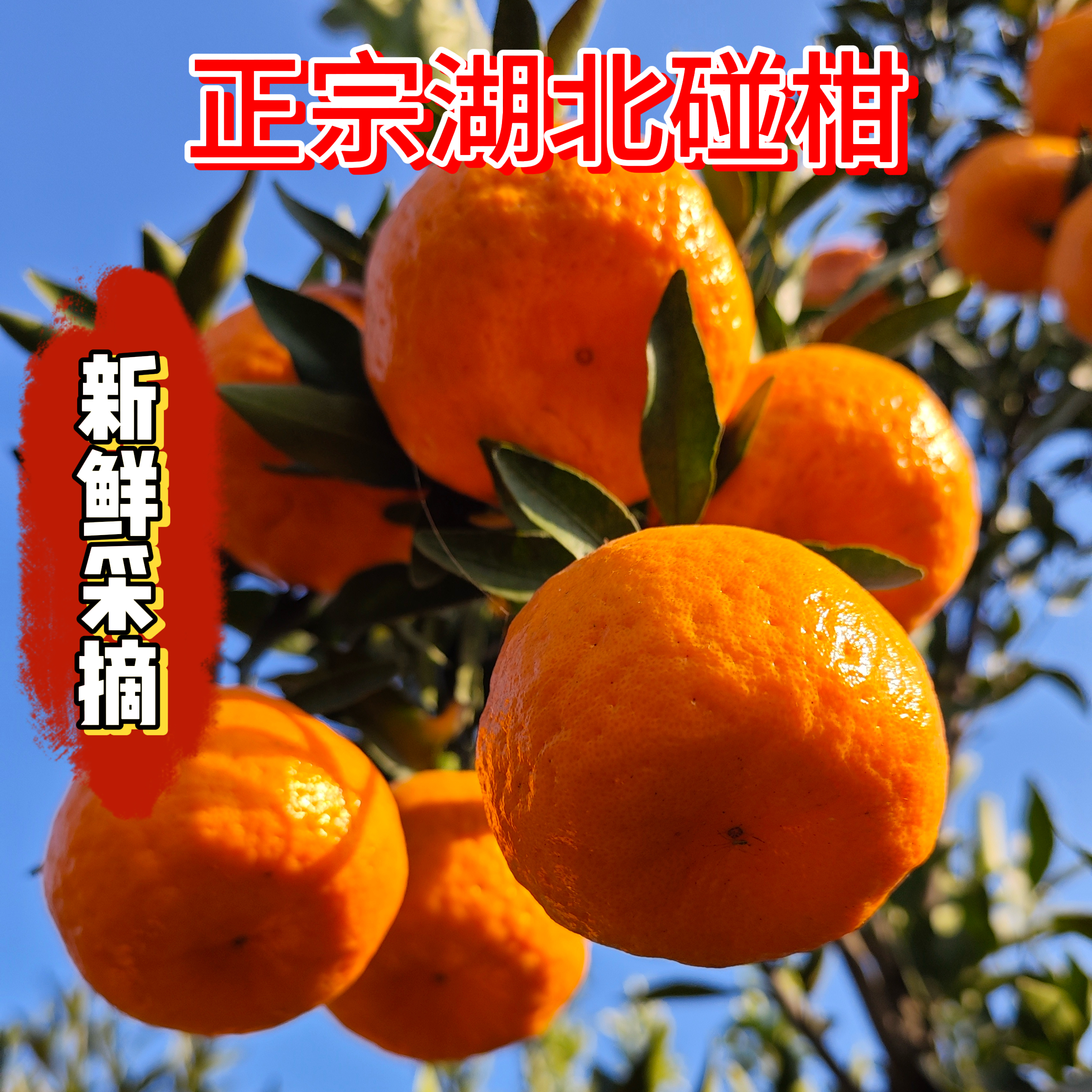 果园直发新鲜水果现摘现发皮薄肉厚多汁当季甜椪柑