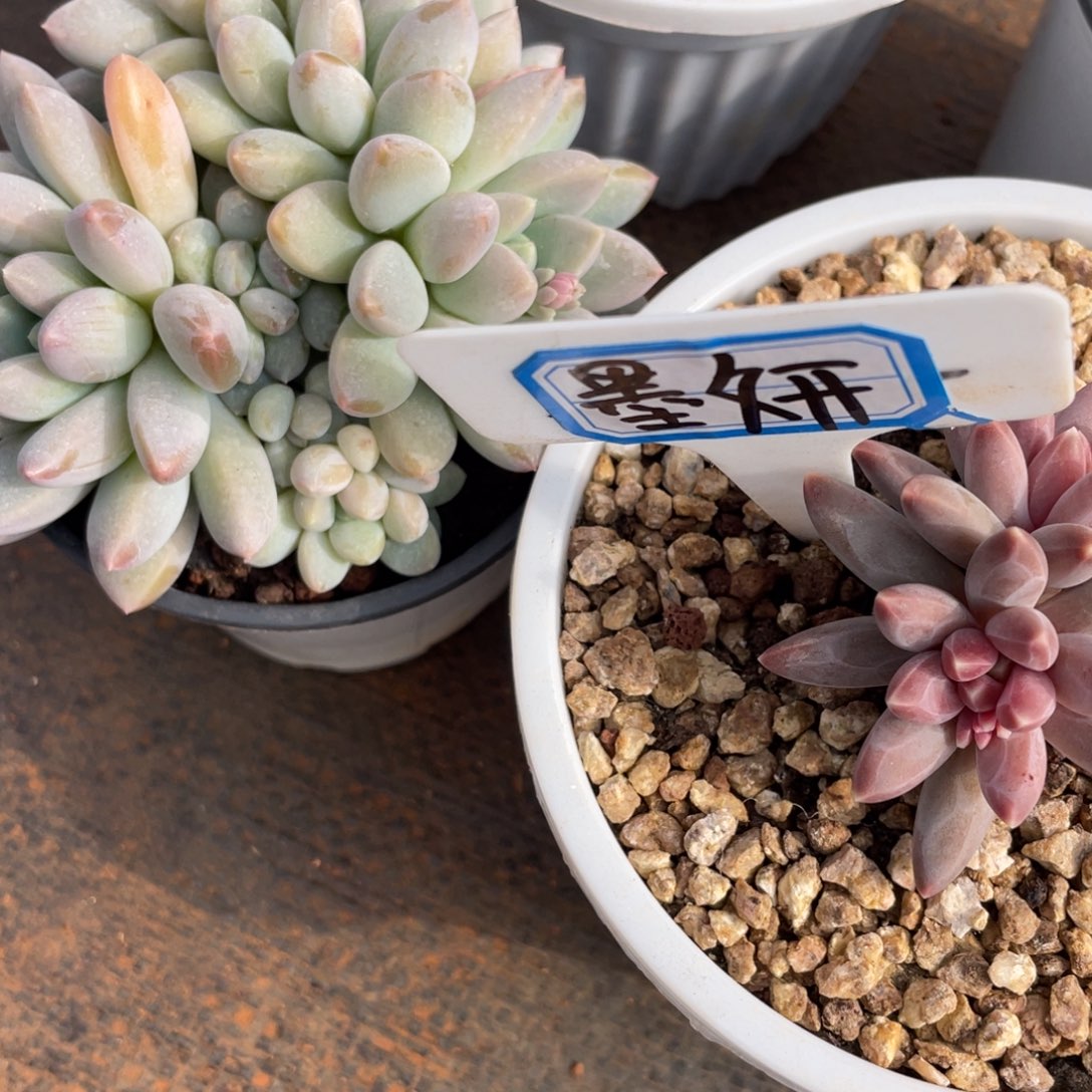 墨*姐姐说她真的有男朋友