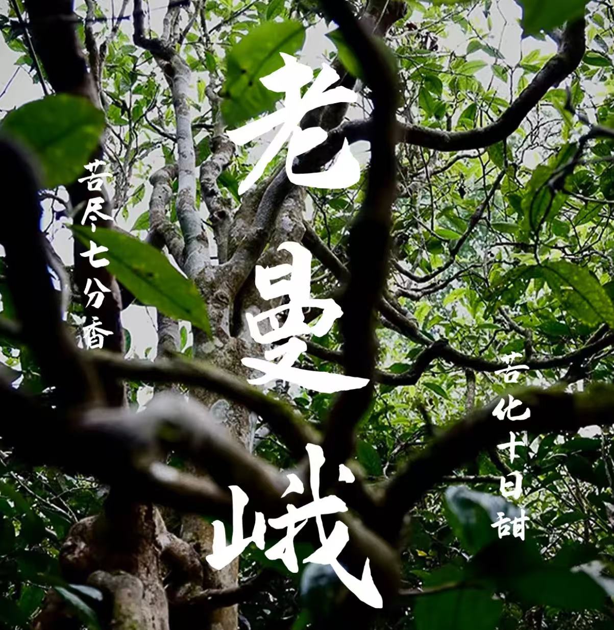 [鸿达号]-2023年  老曼峨生茶 普洱茶生茶 500g/袋