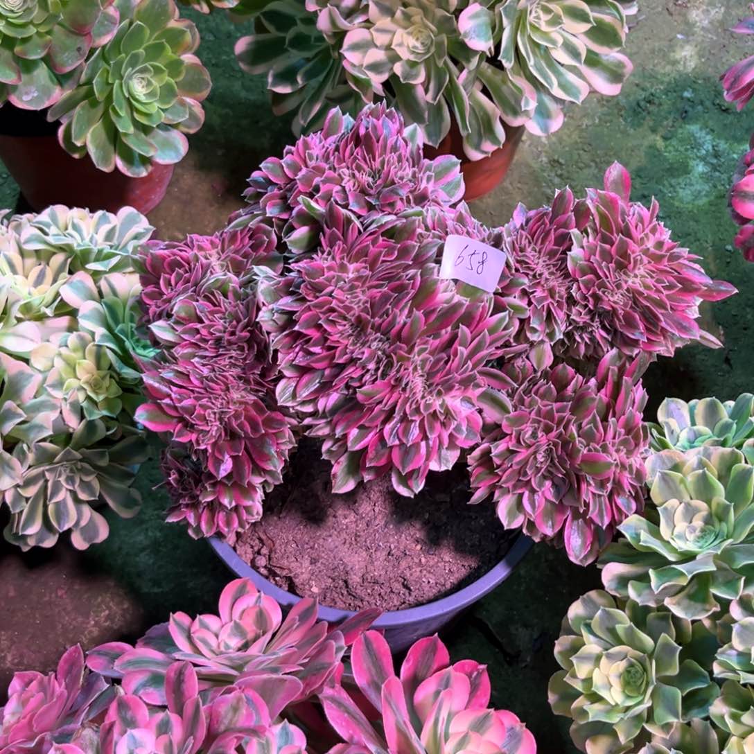 多肉植物女巫缀658