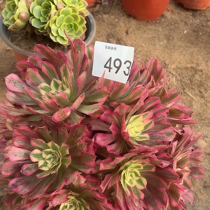 493号一物一啊拍1棵