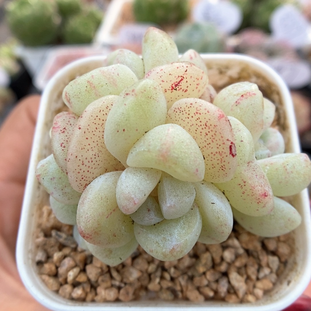 冰玉石化群生353号 