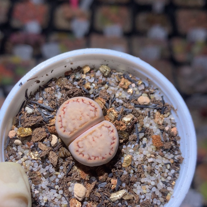 梁*精品生石花27.505