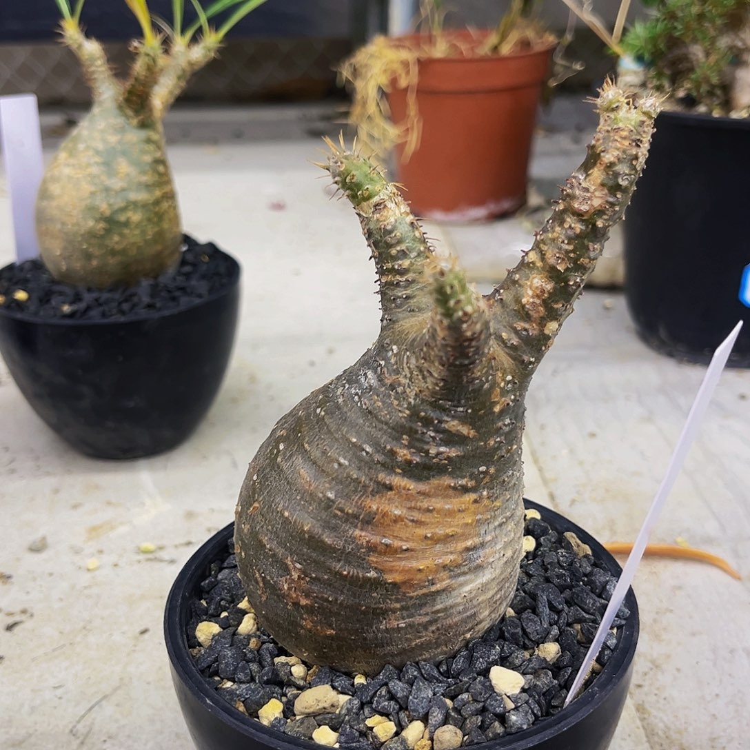 妖娆象牙宫潮流植物