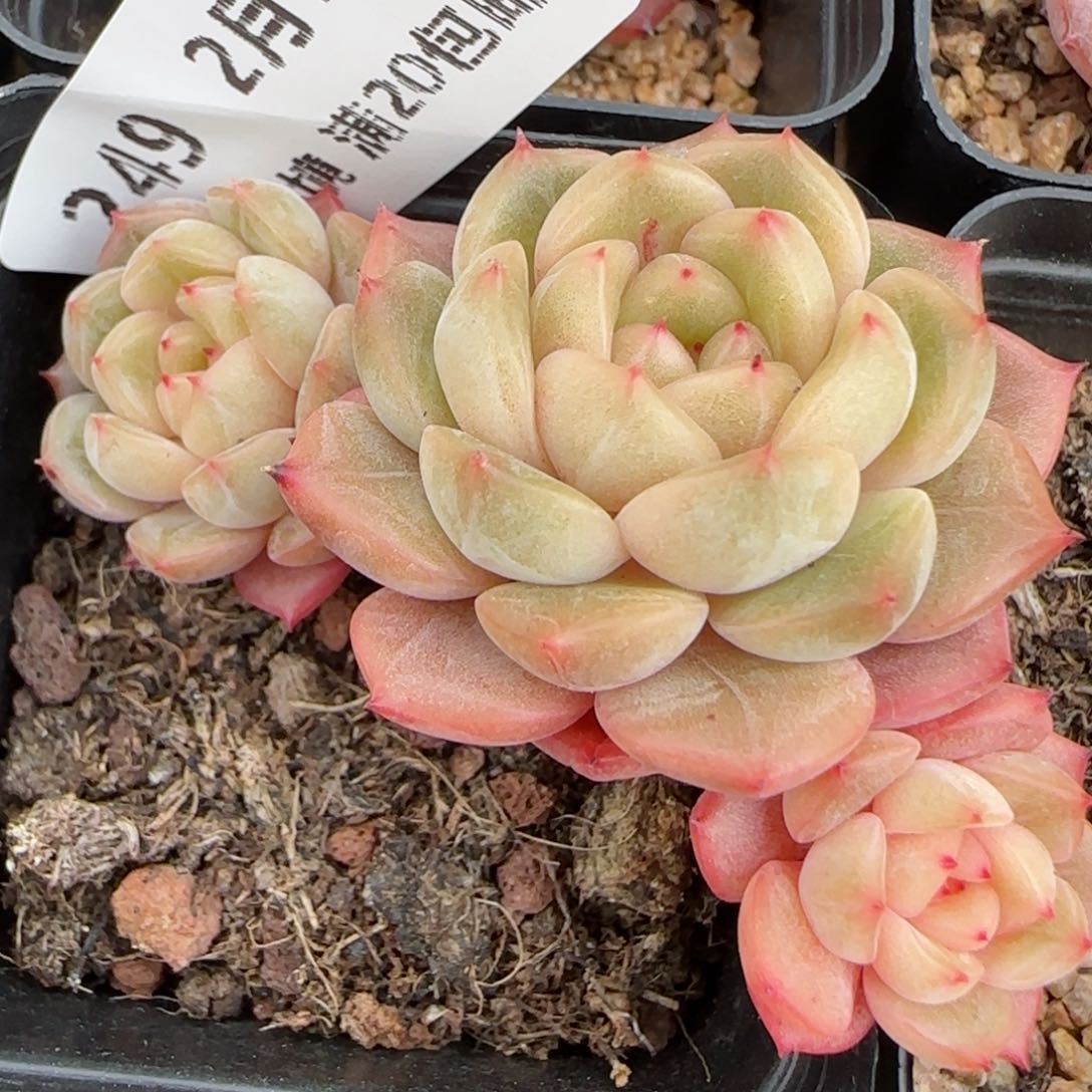 花语逸境0210-249