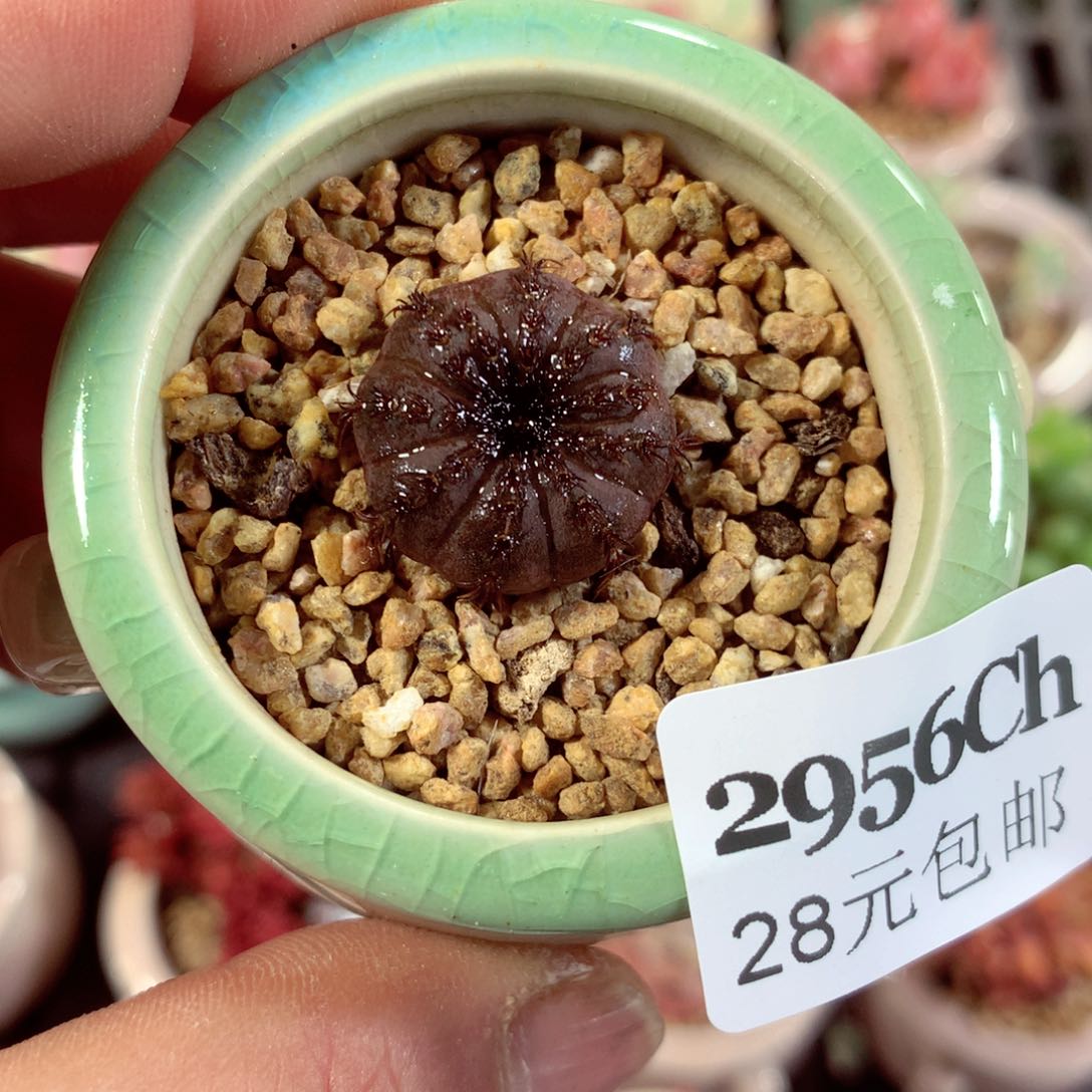 5厘米盆精控多肉2956