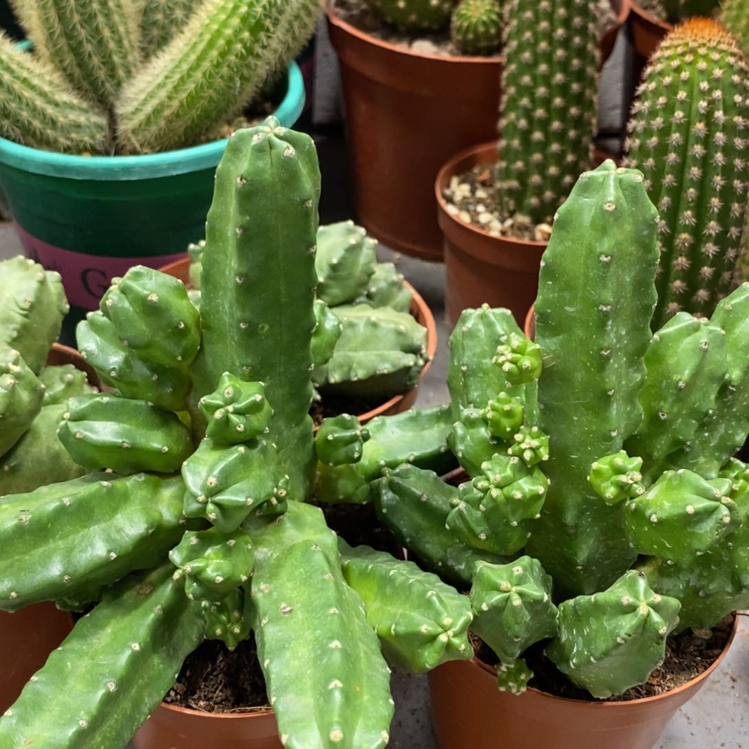 群生多头桃太郎一杯