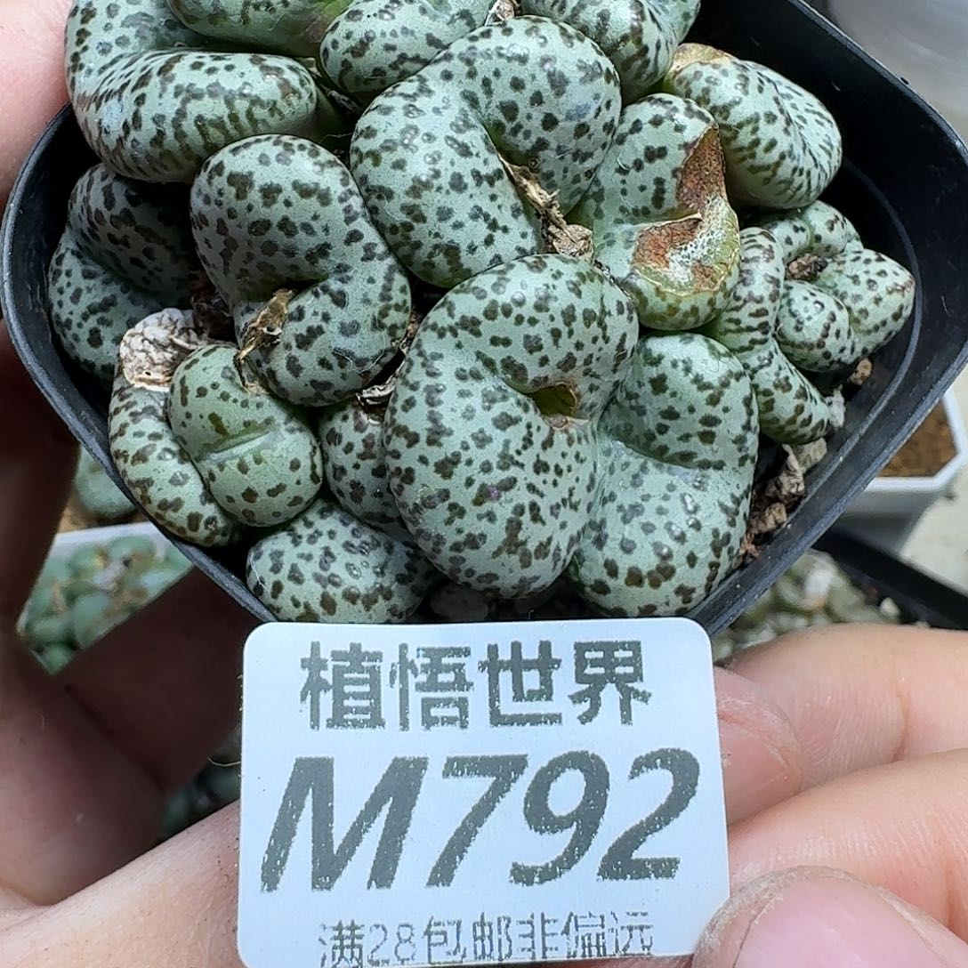 多肉植物的润泽fhnn