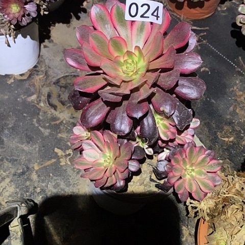 多肉植物法师24香奈儿