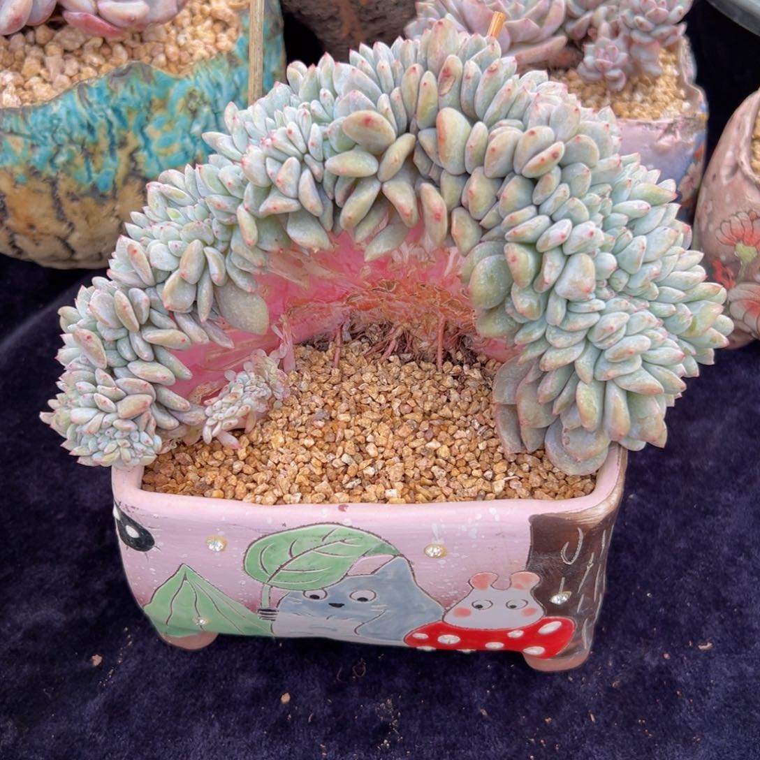 新年快乐 新年快乐