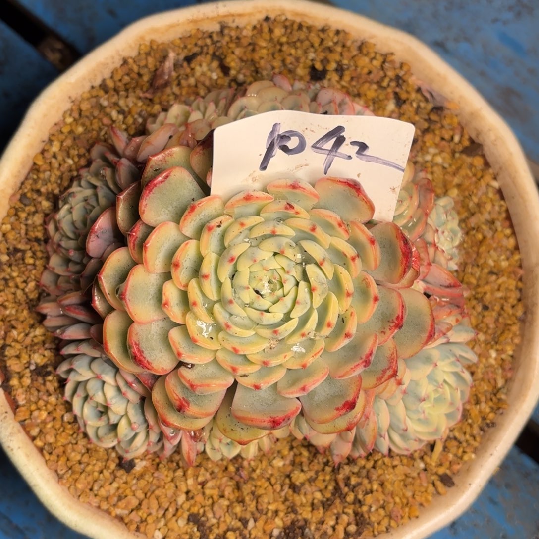 1042姬莲锦多肉植物