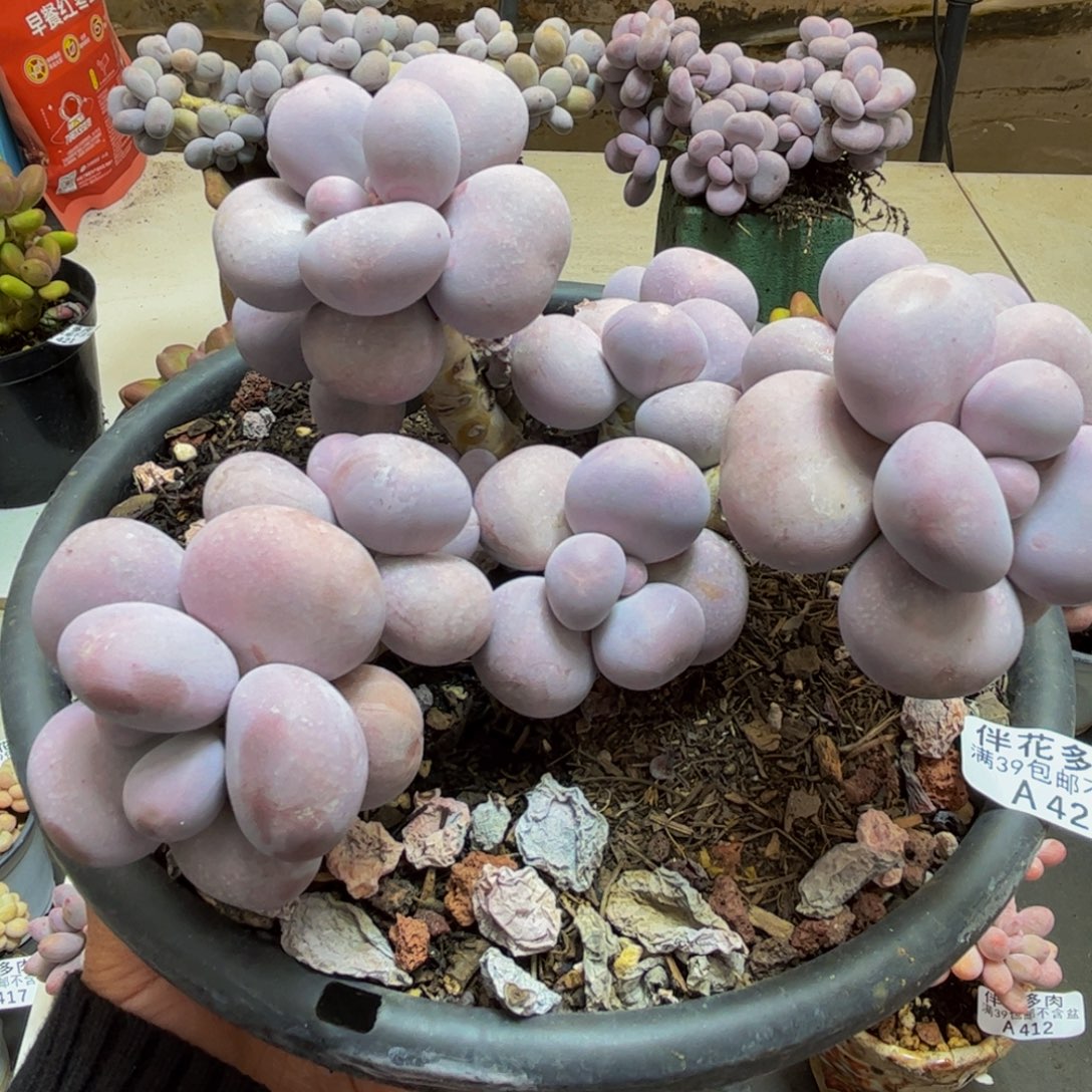 427/12cm芭比奶酪多肉