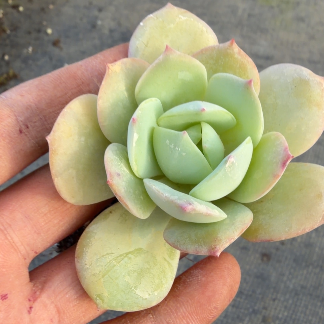 12-20白凤杂交甘草船长一颗量拍