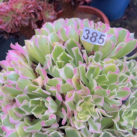 。***，多肉植物一个白凤