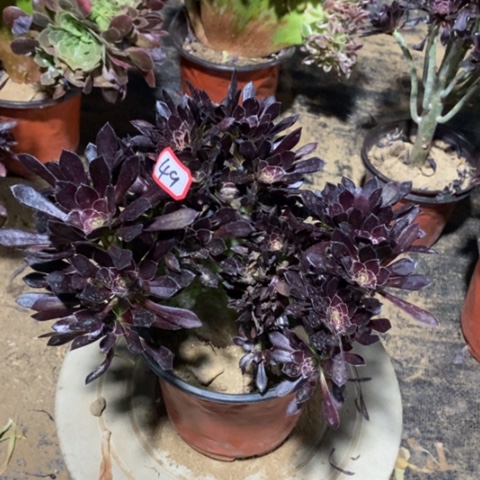 黑法师缀朵朵一物一拍