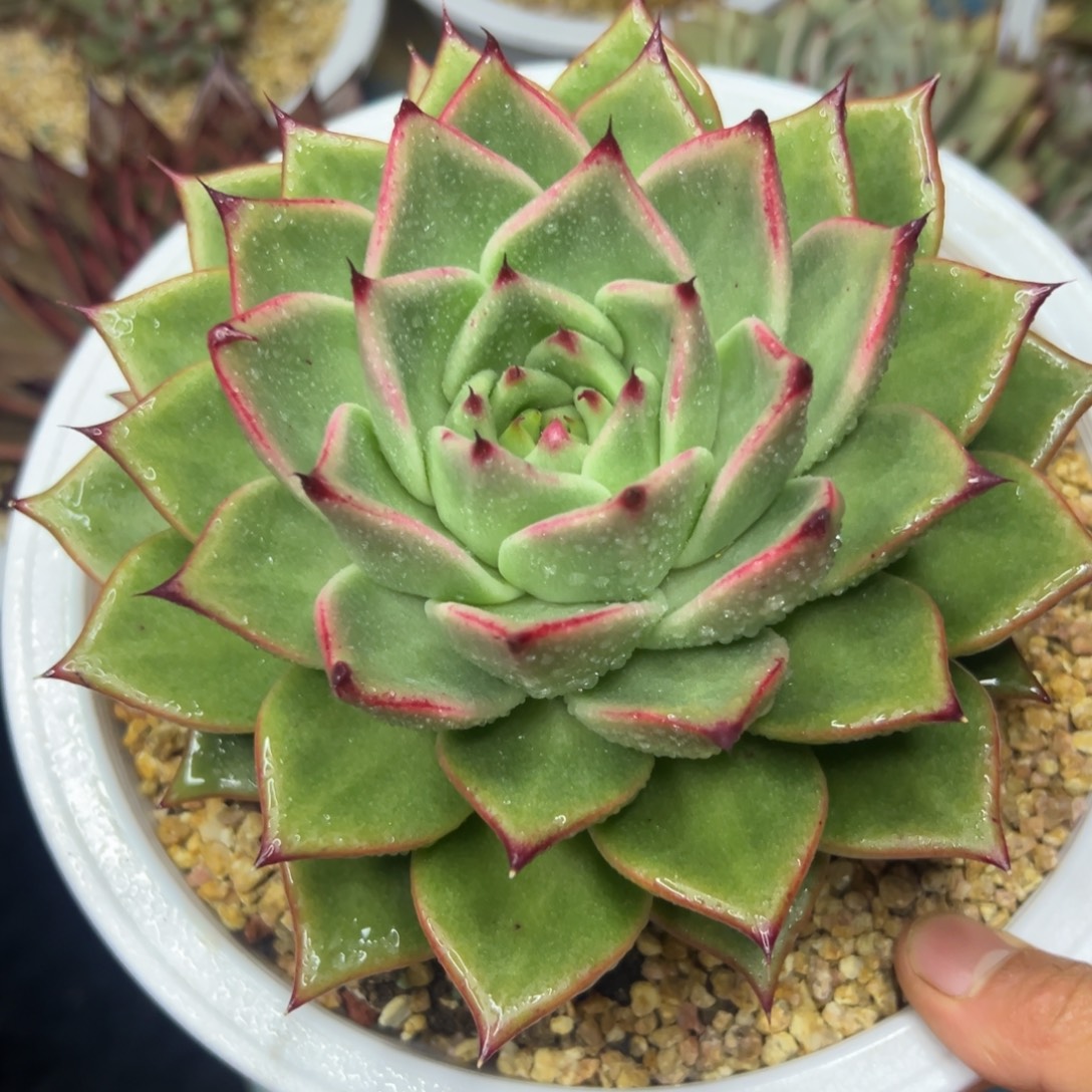 多肉植物一物一拍（9号）