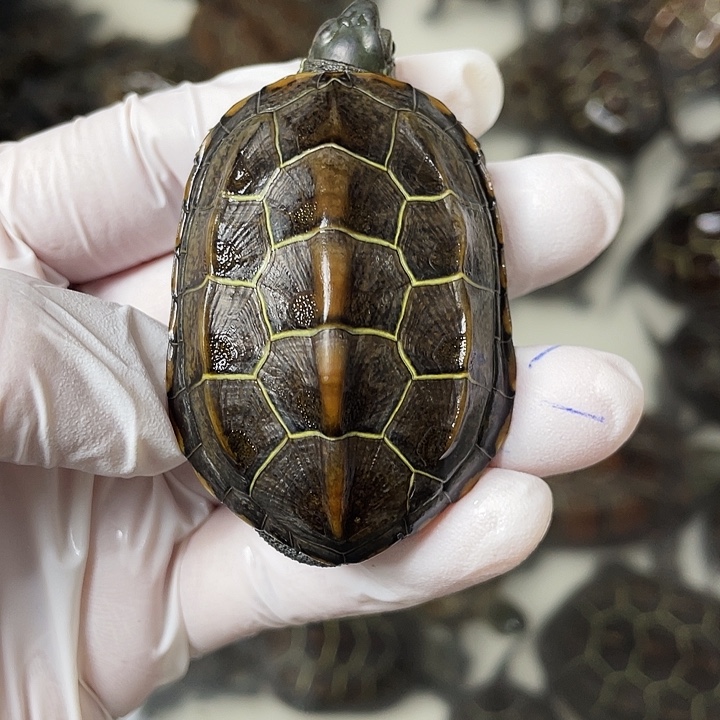 中华草龟公苏北金线草龟外塘龟