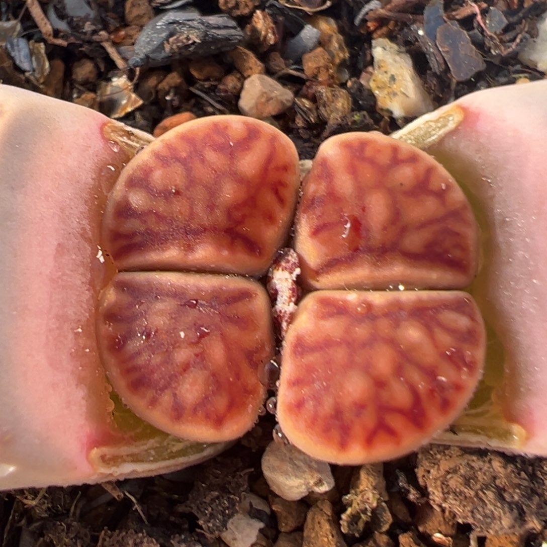 19多肉植物百科名片