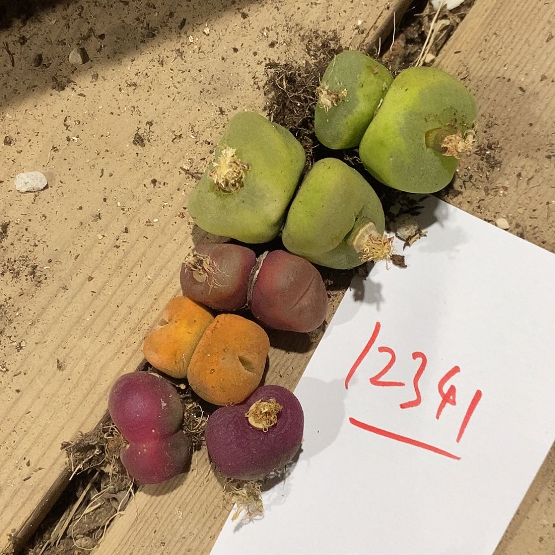 12341。  一组 瑕疵蟠桃。    