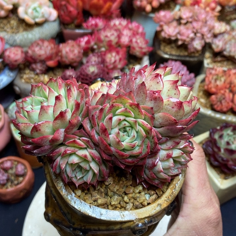 【闪购商品】女王杂