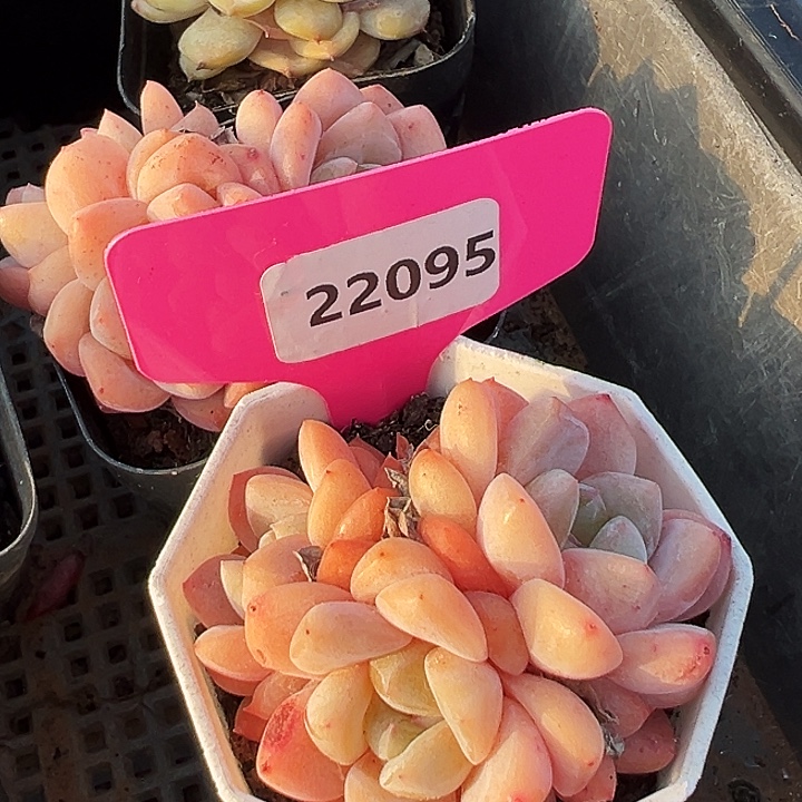 糖心。    22095号。  