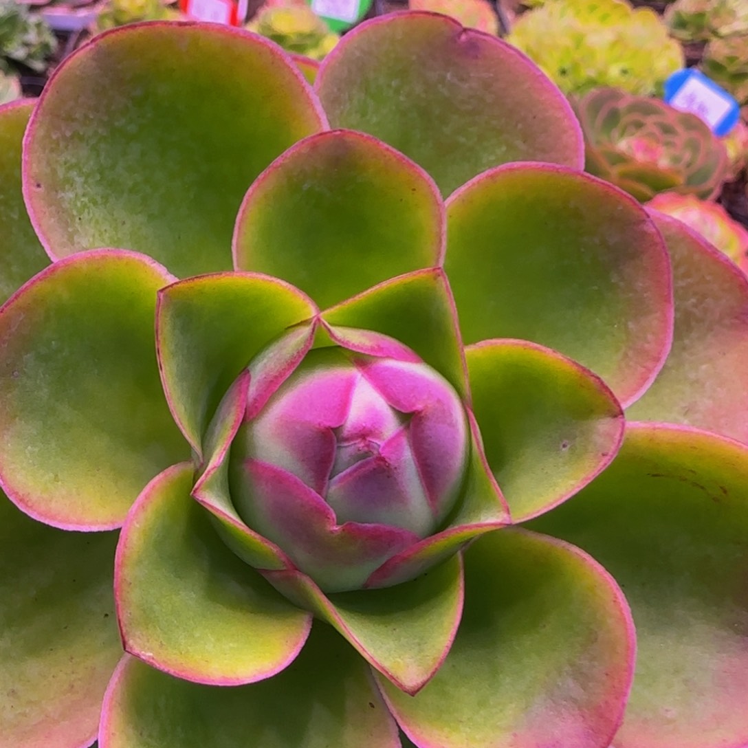 红唇223435353535653534343