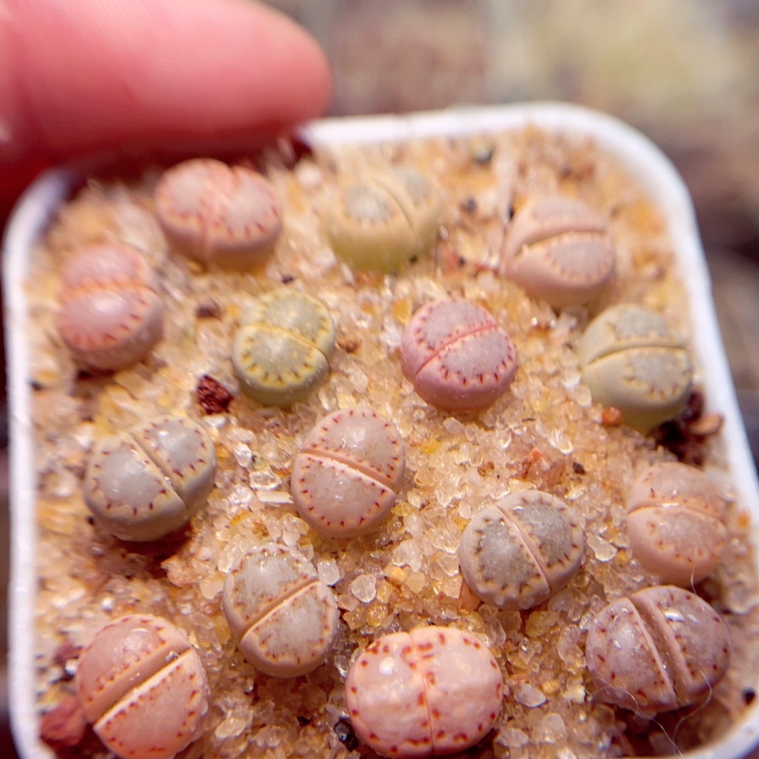 33号带盆盆包邮发货