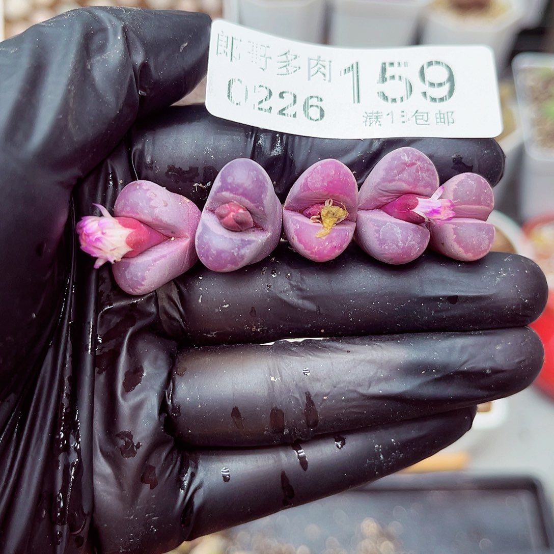 郎哥多肉生石花26-159