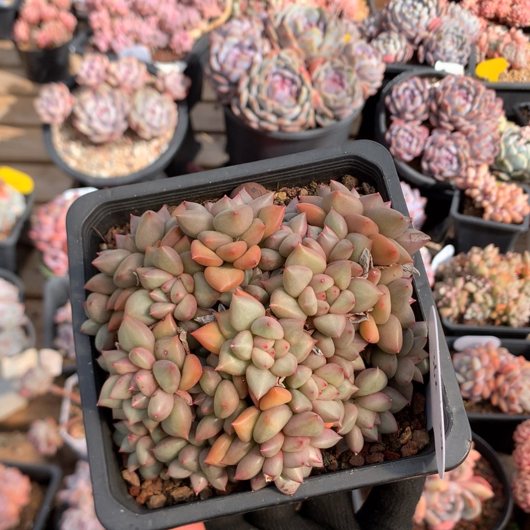 11厘米22头黄金象牙 无砍 362