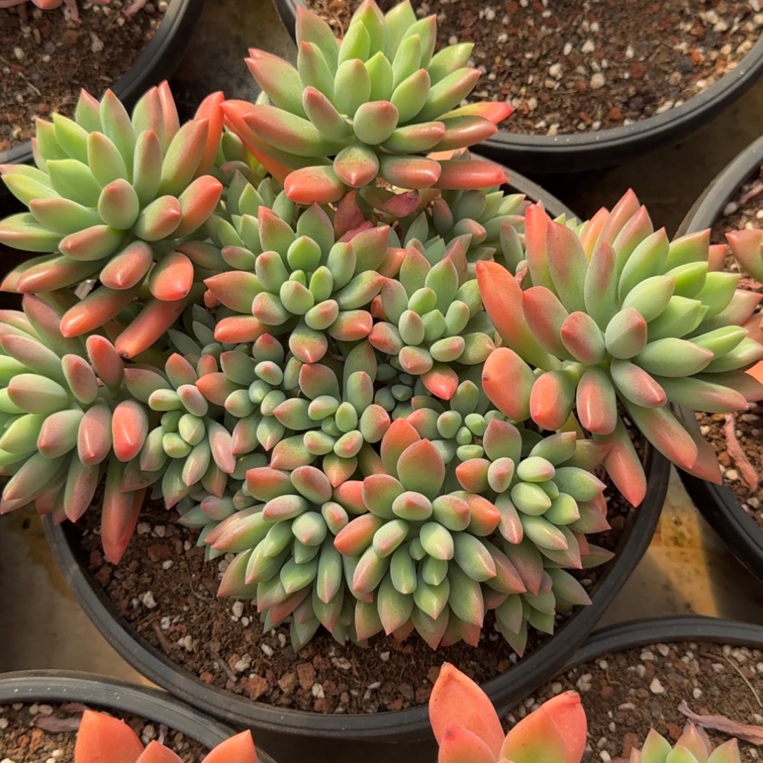 发货多肉植物链接的