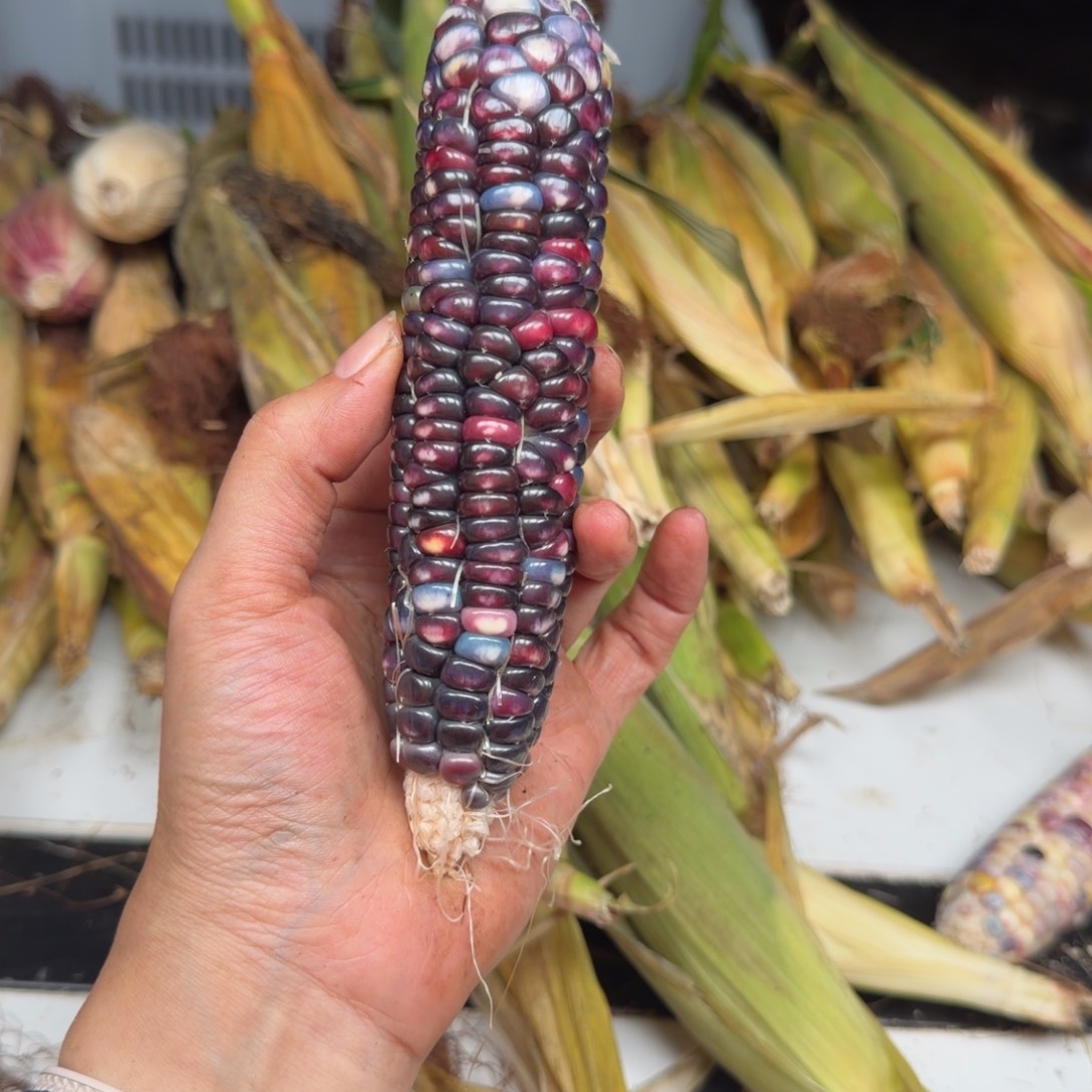 h***i吊坠柏香籽/百香籽