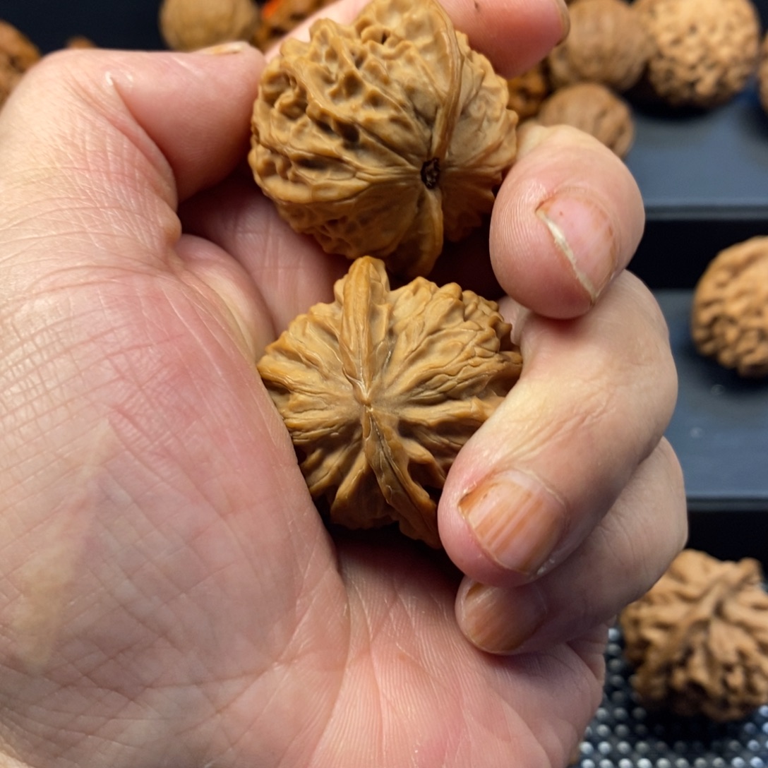 聆***风手串/手链核桃秦岭森林中出现许多鸟类及其他