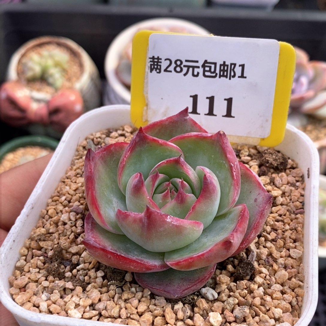 1111惊鸿仙子多肉植物