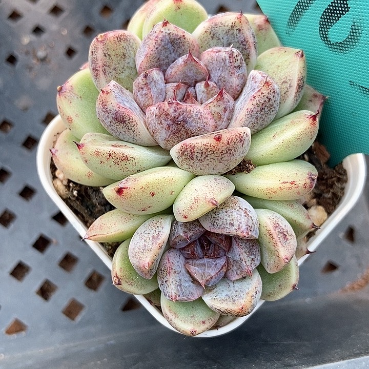 多肉植物赤水晶7032