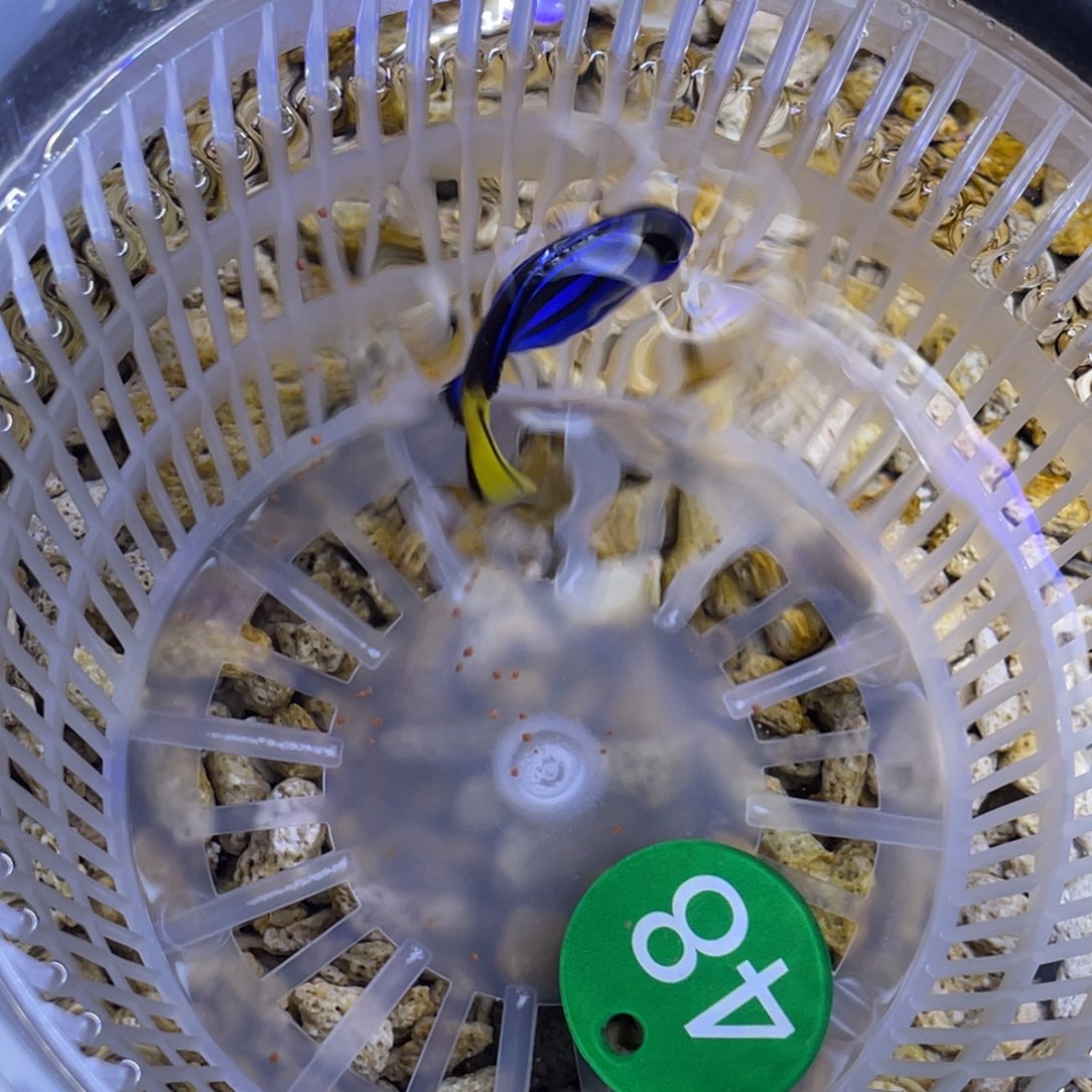 海水鱼蓝调一条顺丰包邮