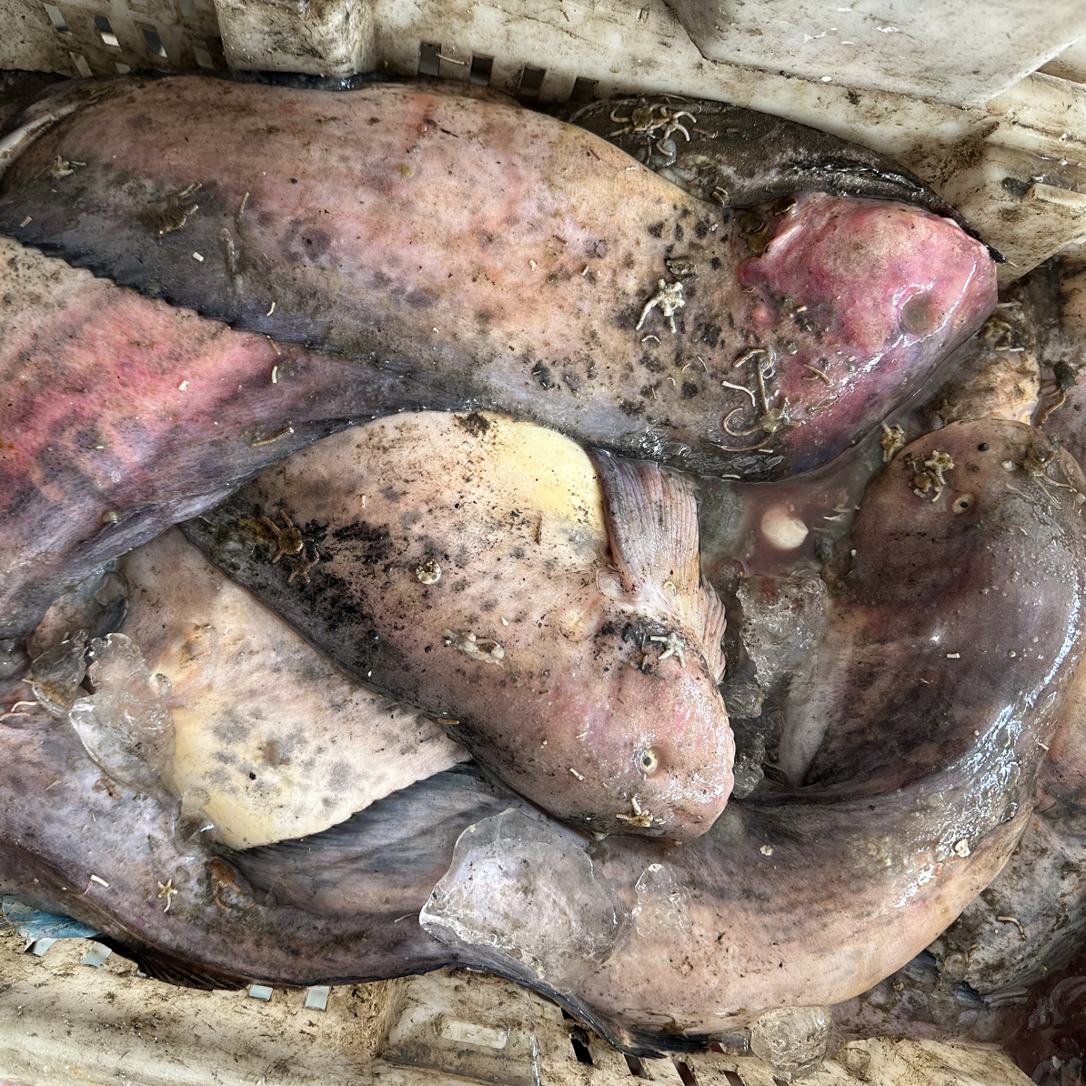 孩孩鱼兔子鱼顺丰包邮