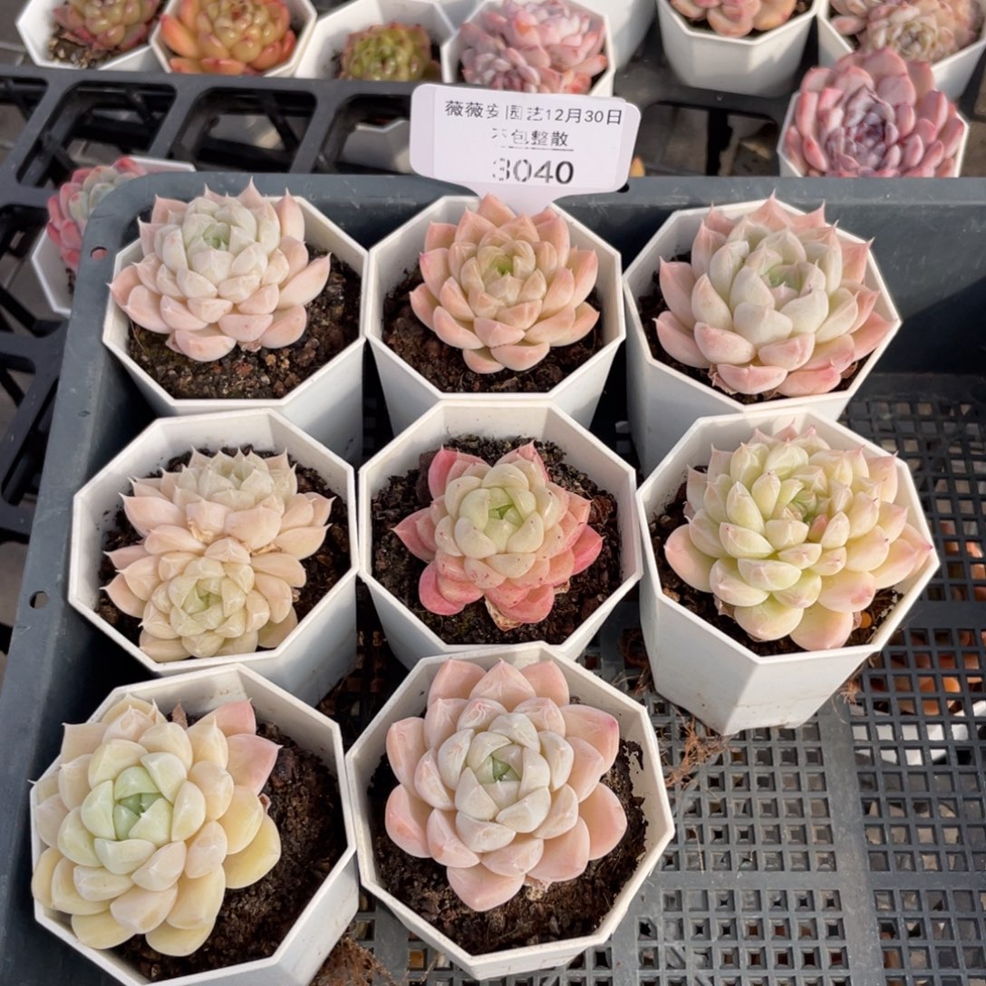 不包整散 盆子不售后3040